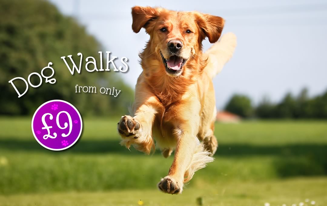 Dog Walkers in Swindon, 1/2 Hour walking, 1 hour walks