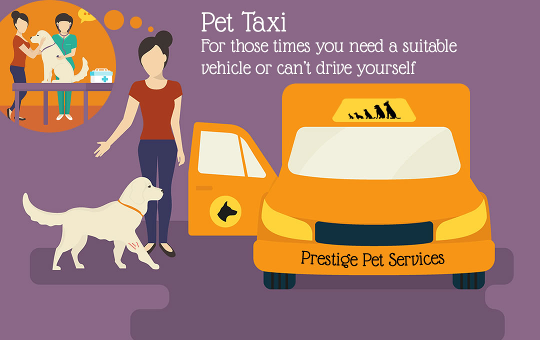 Pet Taxi Swindon