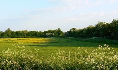 Seven Fields Dog Walking