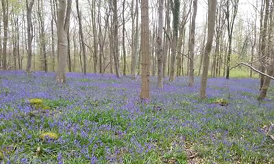 Webbs Wood Dog Walking