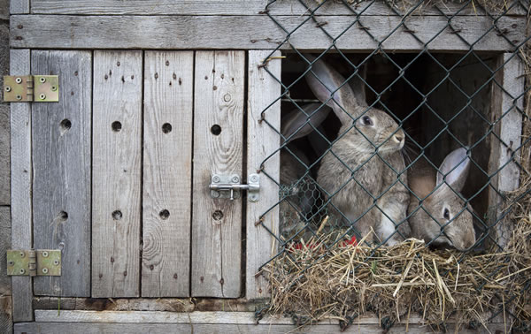 Small Animal Care