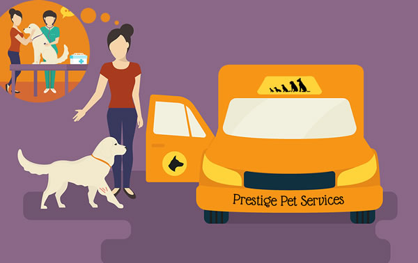 Pet Taxi Swindon